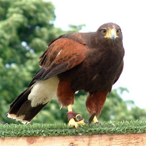 Harris Hawk